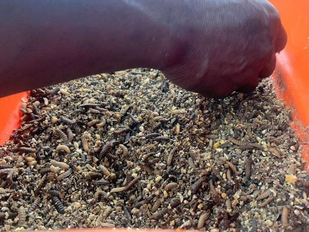 The beneficiaries of IITA BBEST start production in Decentralized Units.